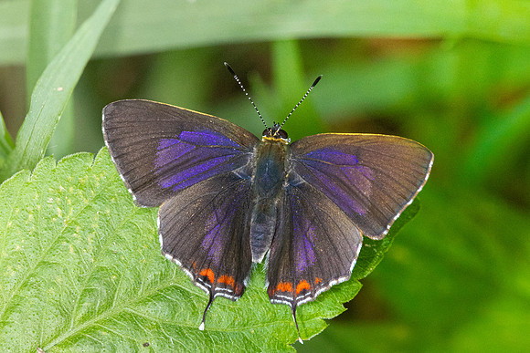 Heliophorus sp-3668 - Doi-Suthep (1180 m) - 20/02/26