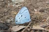 Hypolycaena kina-3091  - Doi Suthep - 19/02/26