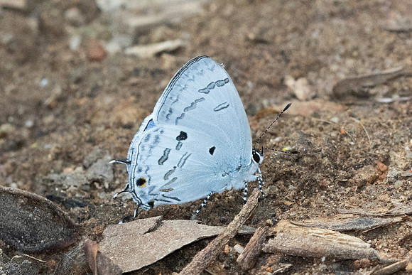Hypolycaena kina-3091  - Doi Suthep - 19/02/26