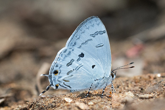 Hypolycaena kina-3100 - Doi Suthep - 19/02/26