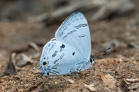 Hypolycaena kina-3094  - Doi Suthep - 19/02/26