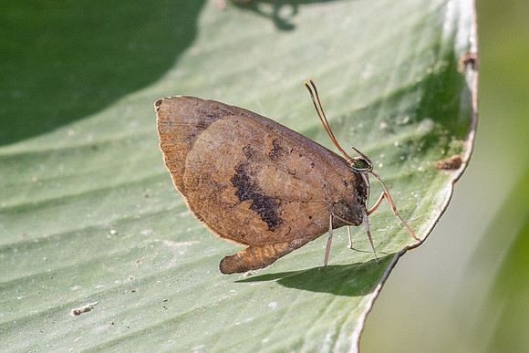 Miletus croton--5 - Doi Suthep (1180 m) - 01/03/26
