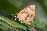Miletus croton--10- Doi Suthep (1180 m) - 01/03/26