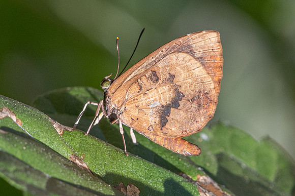Miletus croton--10- Doi Suthep (1180 m) - 01/03/26