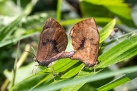 Miletus croton--57- Doi Suthep (1180 m) - 16/2/26