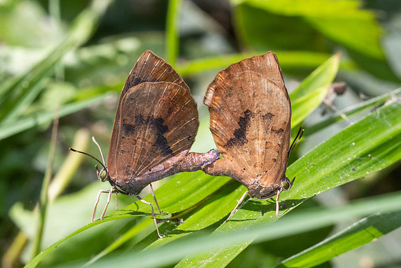 Miletus croton--57- Doi Suthep (1180 m) - 16/2/26