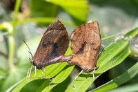 Miletus croton--33- Doi Suthep (1180 m) - 01/03/26