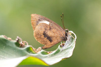 Miletus croton-3702 - Doi Suthep (1180 m) - 20/02/26