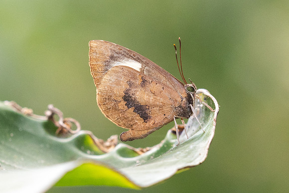 Miletus croton-3702 - Doi Suthep (1180 m) - 20/02/26