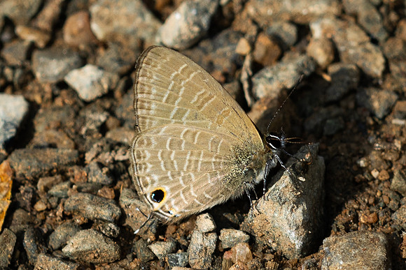 Nacaduba beroe-2751- Mae Kampong Waterfall - 18/02/26