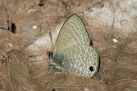 Nacaduba beroe--2- Doi Suthep (1180 m) - 28/02/26