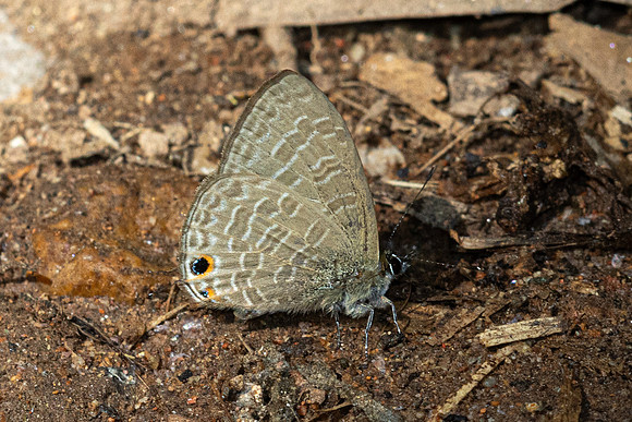 Nacaduba beroe-- Doi Suthep (1180 m) - 28/02/26