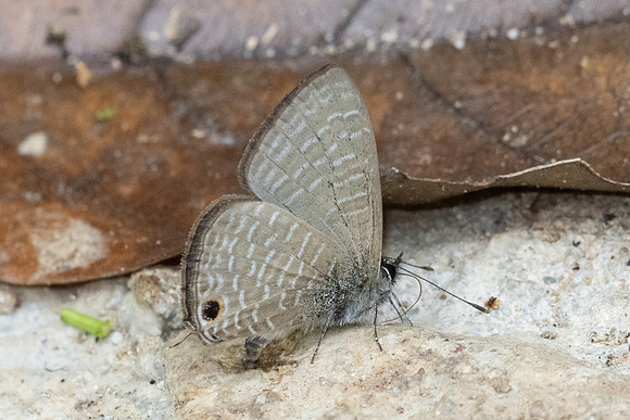 Nacaduba beroe-2890 - Mae Kampong Waterfall - 18/02/26