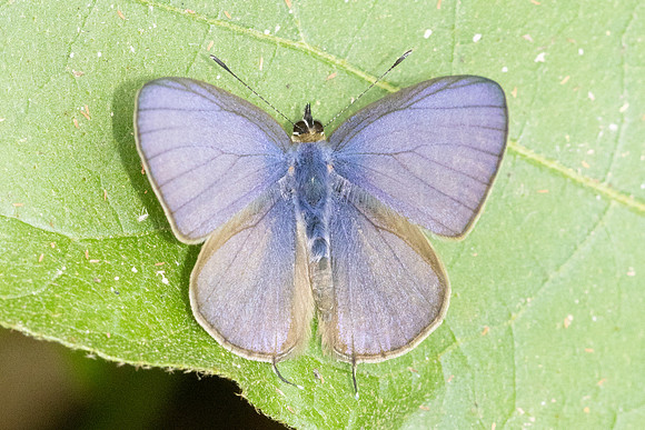 Nacaduba beroe-2985- Doi Suthep (1180 m) - 19/02/26
