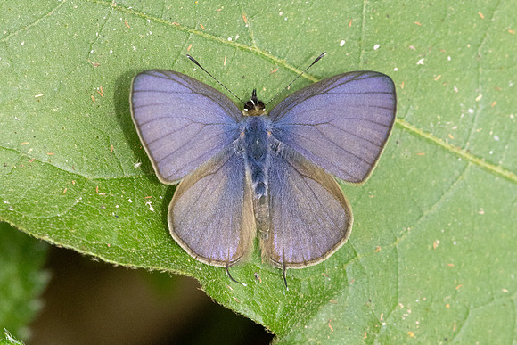 Nacaduba beroe-2986- Doi Suthep (1180 m) - 19/02/26