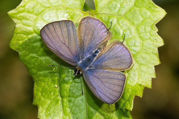 Nacaduba beroe-2975 - Doi Suthep (1180 m) - 19/02/26