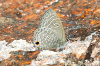 Nacaduba hermus--2 - Doi-Suthep - 28/02/26