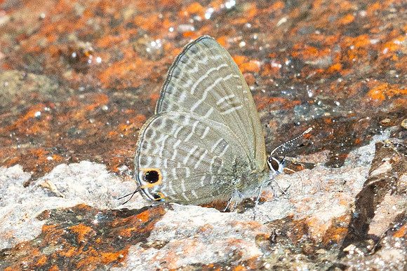 Nacaduba hermus--2 - Doi-Suthep - 28/02/26