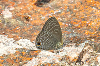 Nacaduba hermus- - Doi-Suthep - 28/02/26