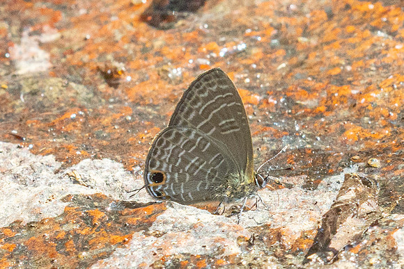 Nacaduba hermus- - Doi-Suthep - 28/02/26
