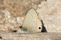 Nacaduba sp--4 -  - Doi-Suthep - 17/02/26