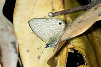 Nacaduba sp 1-3539 - Doi-Suthep - 20/02/26