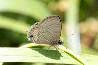 Prosotas pia- Doi-Suthep  1/03/26