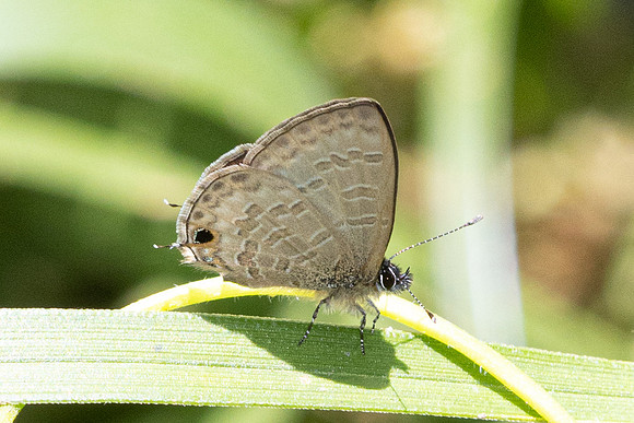 Prosotas pia- Doi-Suthep  1/03/26