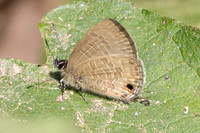 Prosotas pia--2 Doi Suthep 28/02/26