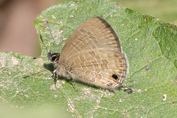 Prosotas pia--2 Doi Suthep 28/02/26