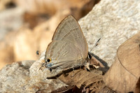 Rapala manea id---9 - Doi-Suthep (468m) - 1/03/26
