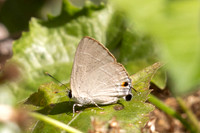 Rapala manea-55-2 - Doi-Suthep - 28/02/26