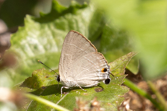 Rapala manea-55-2 - Doi-Suthep - 28/02/26