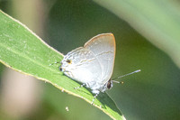 Sinthusa nasaka--8 - Doi-Suthep - 17/02/26
