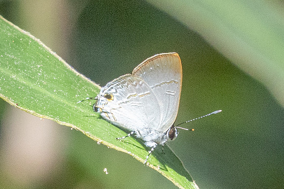 Sinthusa nasaka--8 - Doi-Suthep - 17/02/26