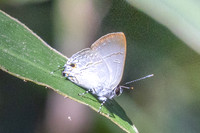 Sinthusa nasaka--7 - Doi - Suthep - 17/02/26