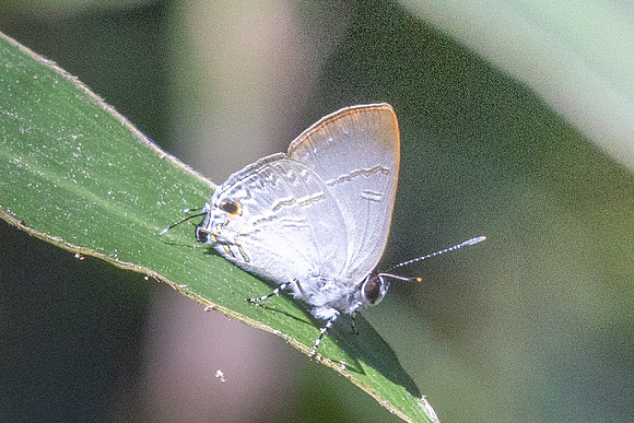 Sinthusa nasaka--7 - Doi - Suthep - 17/02/26