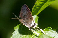 Ticherra acte-18 - Doi-Suthep 1180m- 1/03/26
