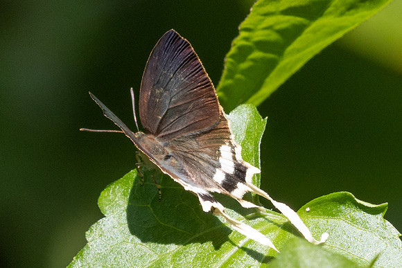 Ticherra acte-18 - Doi-Suthep 1180m- 1/03/26