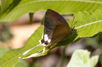 Ticherra acte acte ♀ saison seche--14 - Doi-Suthep 1180m- 1/03/26