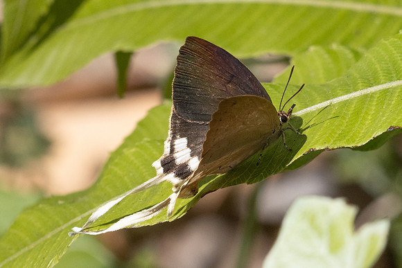 Ticherra acte acte ♀ saison seche--14 - Doi-Suthep 1180m- 1/03/26