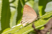Ticherra acte acte ♀ saison seche--31 -Doi-Suthep 1180m- 1/03/26