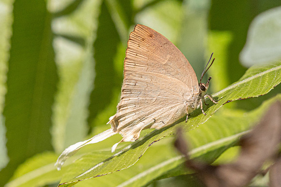 Ticherra acte acte ♀ saison seche--31 -Doi-Suthep 1180m- 1/03/26