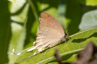 Ticherra acte acte ♀ saison seche--33 - Doi-Suthep 1180m- 1/03/26