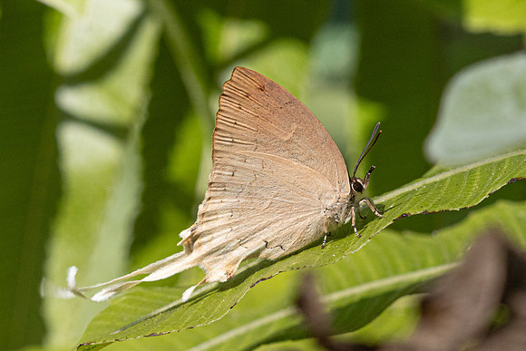 Ticherra acte acte ♀ saison seche--33 - Doi-Suthep 1180m- 1/03/26