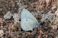 Una usta id---11 - Doi Suthep - 16/02/26