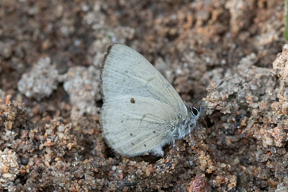 Una usta id---11 - Doi Suthep - 16/02/26