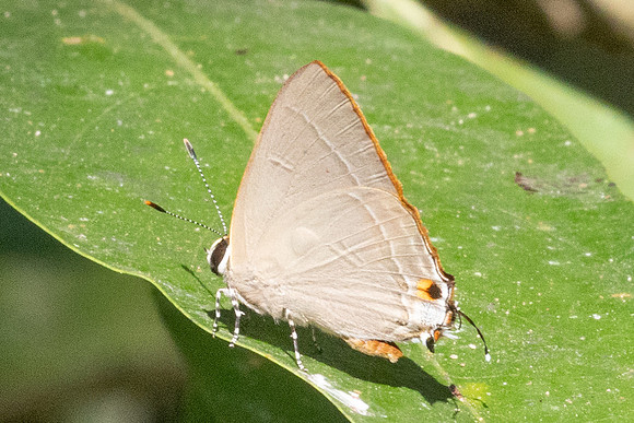 Rapala manea--36- Betong - 2/02/26