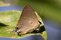 Rapala manea--79- Betong - 2/02/26