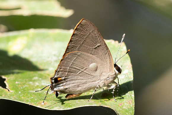 Rapala manea--89- Betong - 2/02/26